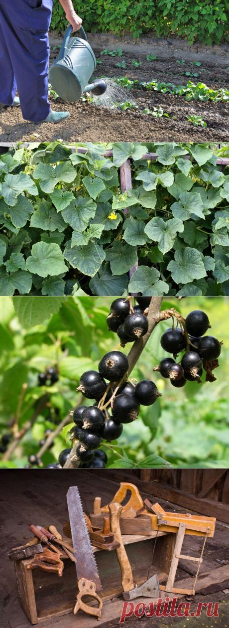 Советы по поливу овощей, выращиванию томатов без химии, календарь работ... - petrenko1950@list.ru - Почта Mail.Ru