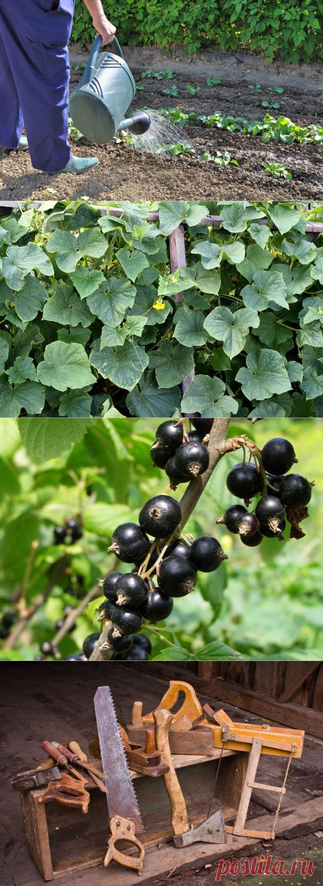 Советы по поливу овощей, выращиванию томатов без химии, календарь работ... - petrenko1950@list.ru - Почта Mail.Ru