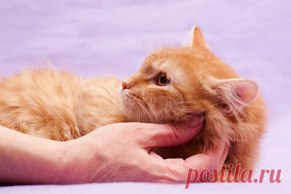 Где же ты затерялось, Яшкино счастье? город Москва – Животные ищут дом, пользователь Natalia Chiki | Группы Мой Мир