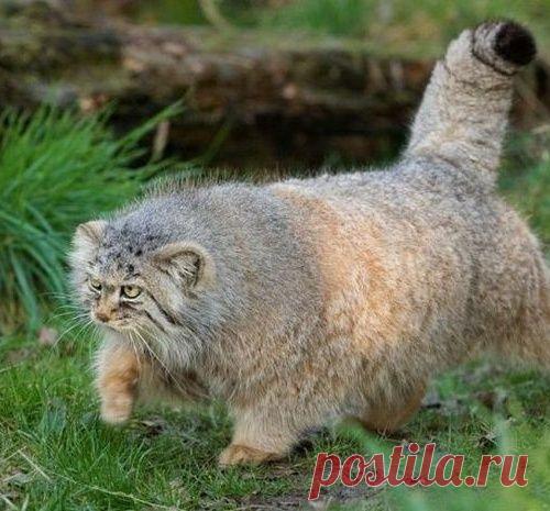 Палласовы коты: самые ленивые дикие кошки на планете