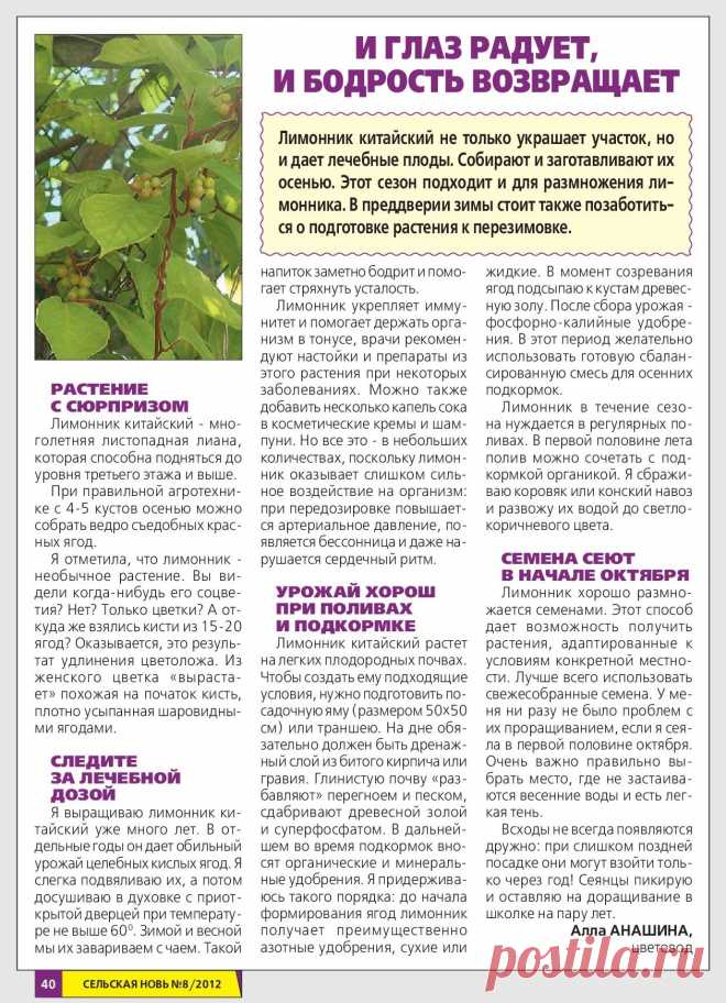 Лимонник китайский