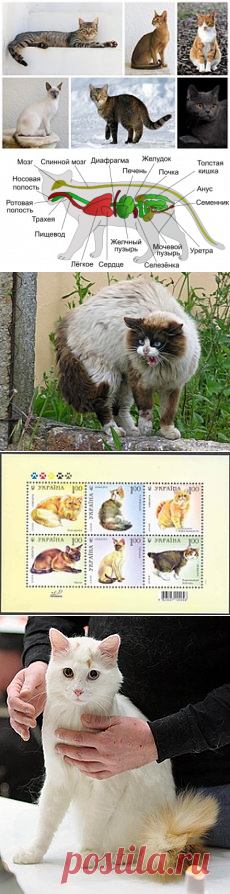 Кошка — Википедия