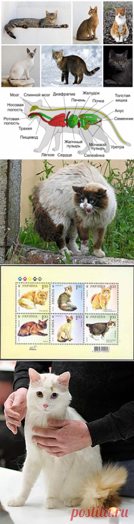 Кошка — Википедия