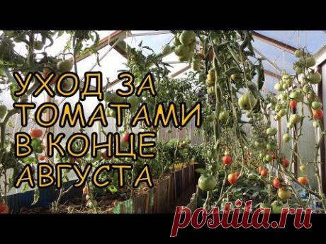 Уход за ТОМАТАМИ в конце АВГУСТА