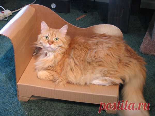 Рыжий кот
