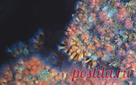 «Призрачные сиреневые существа, похожие на помесь коровы с дирижаблем, пасутся на мягком иле, подолгу застывая на одном месте. Вокруг них по дну рассыпаны белые многолучевые звездочки и пробегает нечто, напоминающее членистый трансформер…» Российские океанологи выяснили, какие животные обитают на дне Берингова моря.