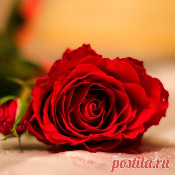 Пусть сбудется всё. И у всех, и у каждого.
Самое нужное. Самое важное.
В чудо поверить ни капли не сложно.
Все может случиться, поскольку возможно!

Доброй ночи и самых красивых снов!..