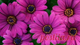 Остеоспермум. Остеоспермум фото основных сортов. Уход и посадка. Остеоспермум посадка и уход в открытом грунте фото и описание цветов.