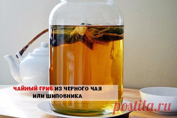 КАК ВЫРАСТИТЬ ЧАЙНЫЙ ГРИБ ИЗ ЧЕРНОГО ЧАЯ ИЛИ ШИПОВНИКА.
