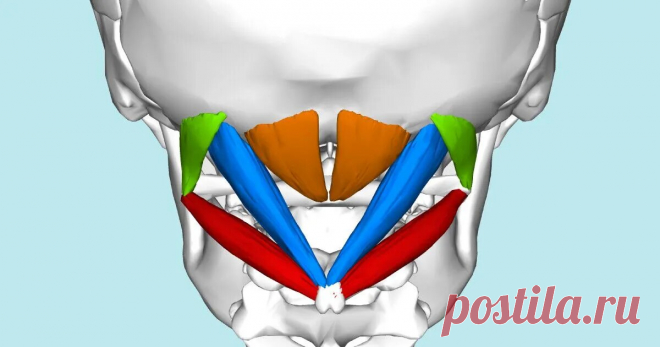 Как расслабить подзатылочные мышцы в йоге | Йога для начинающих для здоровья | Дзен