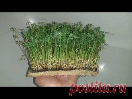 Микрозелень чечевицы и гороха MicroGreen.fun