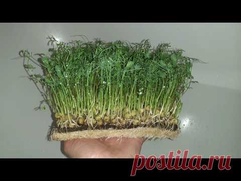 Микрозелень чечевицы и гороха MicroGreen.fun