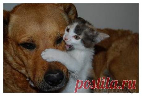 Собака, хомячок и 8 попугаев - необычные лучшие друзья, покорившие сердца миллионов людей