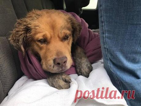 Загнанный под старый сарай дикими псами, золотистый ретривер думал, что это конец… Ведь люди его бросили, а собаки травили