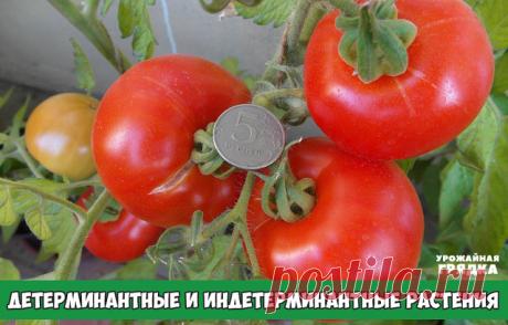 Что означает детерминантное растение, примеры сельскохозяйственных культур с детерминантными сортами

С началом весны для многих людей начинается садово - огородный сезон. Любители повозиться на земле и вырастить своими руками урожай овощей, ягод, фруктов, отправляются в садовые центры для покупки семян.

 
Большинство производителей фасуют свои семена  в красочные пакетики, на которых можно прочитать что эти сорта самые лучшие, самые крупные. 
 
Мало кто обращает внимание...