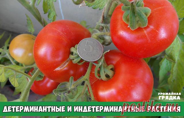 Что означает детерминантное растение, примеры сельскохозяйственных культур с детерминантными сортами

С началом весны для многих людей начинается садово - огородный сезон. Любители повозиться на земле и вырастить своими руками урожай овощей, ягод, фруктов, отправляются в садовые центры для покупки семян.

 
Большинство производителей фасуют свои семена  в красочные пакетики, на которых можно прочитать что эти сорта самые лучшие, самые крупные. 
 
Мало кто обращает внимание...