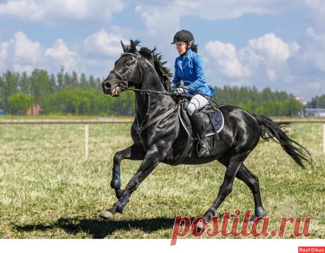 Фото: Конкур. Фотограф Сан Саныч. Спорт - Фотосайт Расфокус.ру