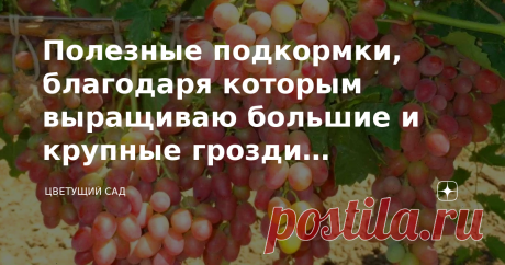 Полезные подкормки, благодаря которым выращиваю большие и крупные грозди винограда. Делюсь рецептом Здравствуйте дорогие читатели! Основной ошибкой садоводов я считаю тот момент, когда бездумно и бесконтрольно под ягодники вносится органика. Таким же фанатом птичьего помета и коровьего навоза была и я, пока не узнала, что винограду в сезон следует давать не азот, а калий. Пришлось полностью пересматривать график подкормок, потому что мой виноград сильно обмельчал и стал бо...