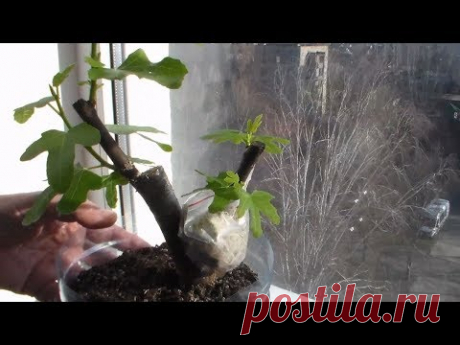 Часть 4 Настольная прививка инжира, винограда