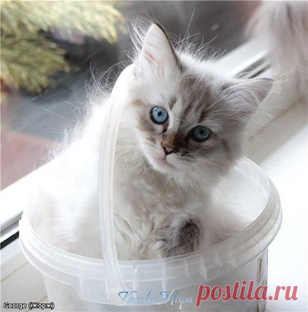 Невский маскарадный котик George Formula Uspekha*RUS