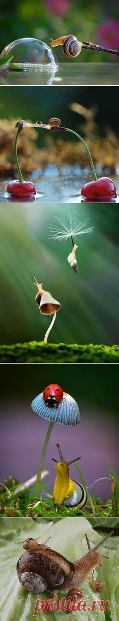 (122) Close Up Photos of Snails