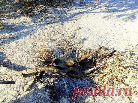 В гостях у обитателей песчаного берега - 29 Сентября 2015 - Персональный сайт