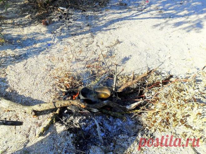 В гостях у обитателей песчаного берега - 29 Сентября 2015 - Персональный сайт