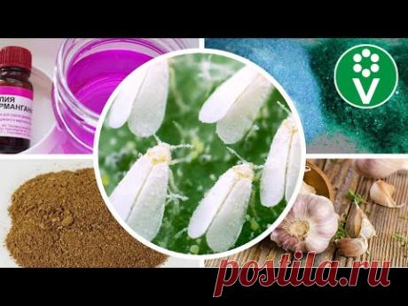 ВРЕДНЫЕ СОВЕТЫ ПО БОРЬБЕ С БЕЛОКРЫЛКОЙ, которыми пестрит интернет