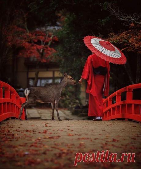 СРОЧНЫЕ НОВОСТИ! Олененок обнюхивает японку в кимоно ❤ автор фото: Iurie Belegurschi