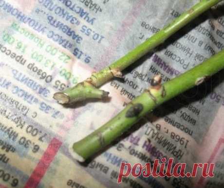 РАЗМНОЖЕНИЕ РОЗ МЕТОДОМ БУРРИТО — УКОРЕНЕНИЕ ЧЕРЕНКОВ В ГАЗЕТЕ