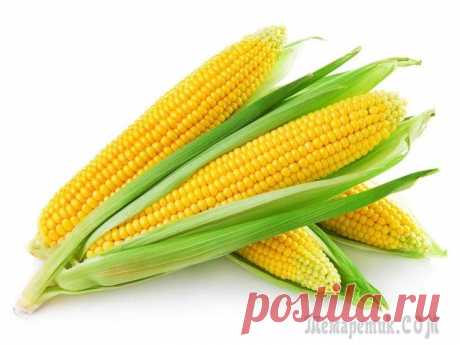 Королева полей — сахарная кукуруза на дачных грядках В Африке и Южной Америке это растение – второй хлеб, но и на нашем континенте она полюбилась и широко используется в пищевой промышленности. Сахарная кукуруза – весьма доходная культура, ведь спрос на...