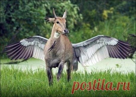 Фотоподборка удивительных кадров, сделанных случайно | ТАЙНЫ ПЛАНЕТЫ ЗЕМЛЯ