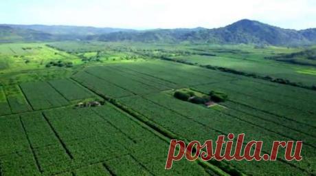 Вот как бананы попадают на полки супермаркетов. Кадры, которые стоит увидеть каждому! — Домашний уют