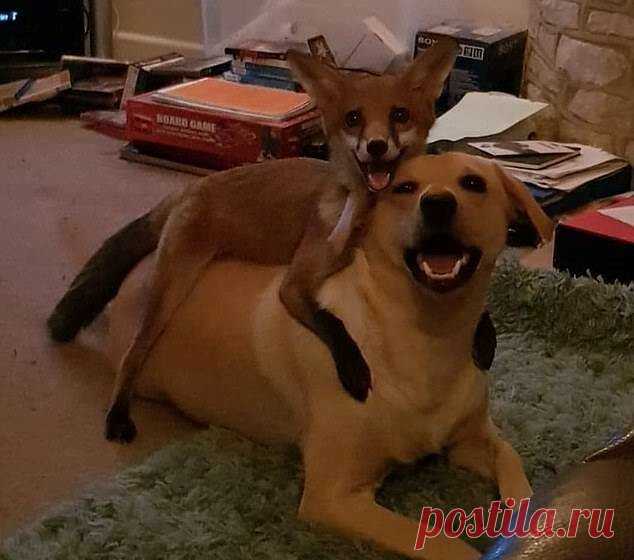 История как девушка спасла выводок лисят и одного оставила у себя Студентка из Британии Джемма Холдвей воспитывает четыре собаки и молодую лису по кличке Викси , которую она не планировала заводить. В марте 2018 года отец Джеммы нашёл в сарае пять маленьких зверьков, которых он изначально принял за котят. При более внимательно рассмотрении стало понятно, что это н