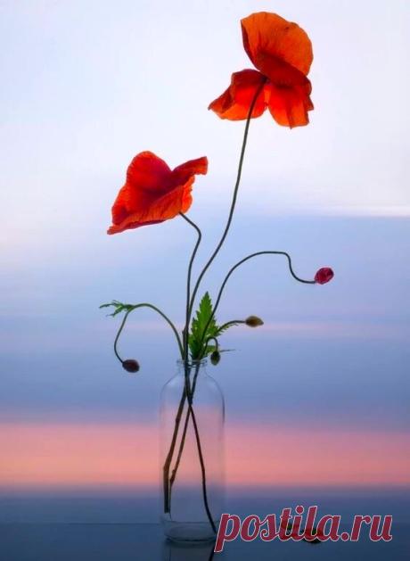 i (564×771)