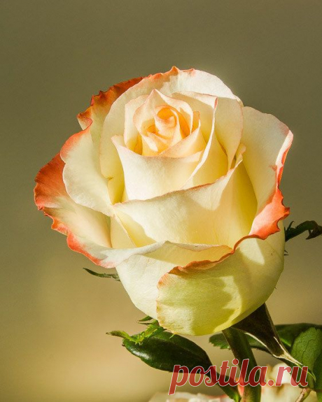 Red dipped rose, flickr от Maryann's*****Fotos : Discover and save creative ideas