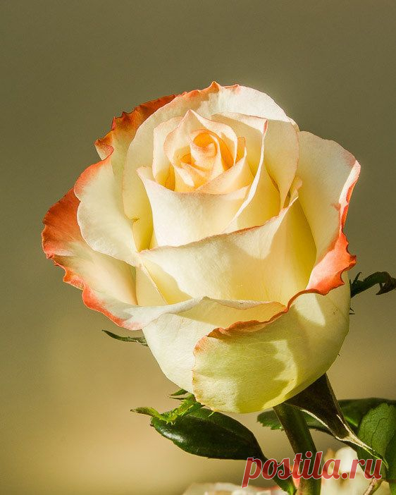 Red dipped rose, flickr от Maryann's*****Fotos : Discover and save creative ideas