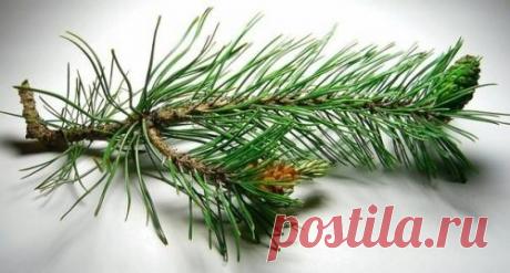 Живичная универсальная лечебная мазь своими руками