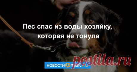 Когда не надо. Зенненхунд спас хозяйку, которая не тонула Собака — друг человека, всегда готовый прийти на помощь. Даже когда его не просят!
