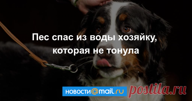 Когда не надо. Зенненхунд спас хозяйку, которая не тонула Собака — друг человека, всегда готовый прийти на помощь. Даже когда его не просят!
