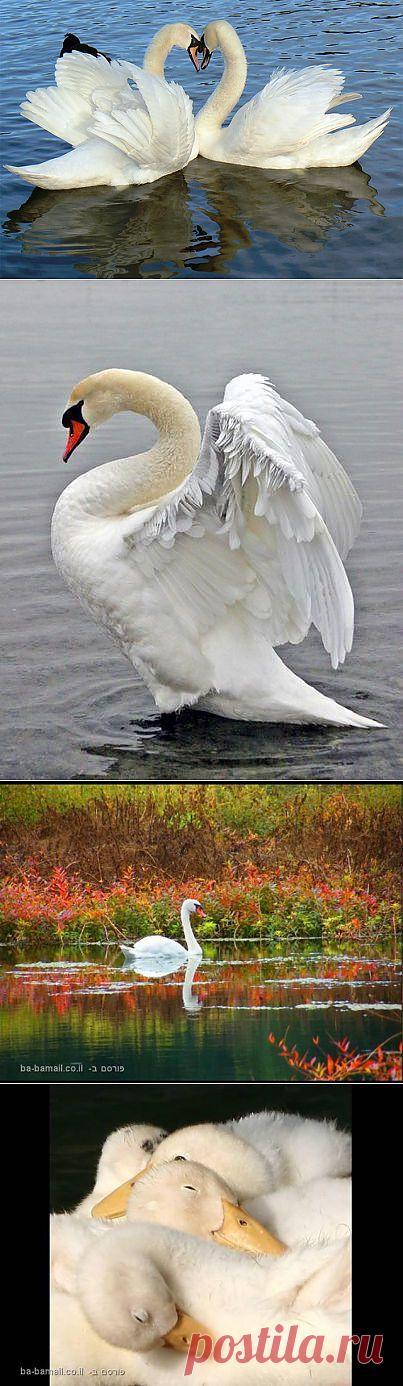 Лебединая верность. Часть3..