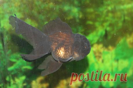 оранда чёрная