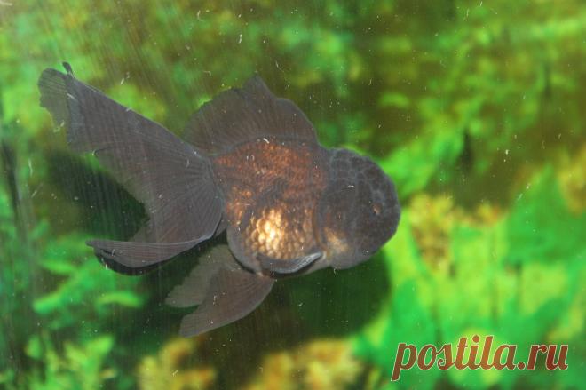 оранда чёрная