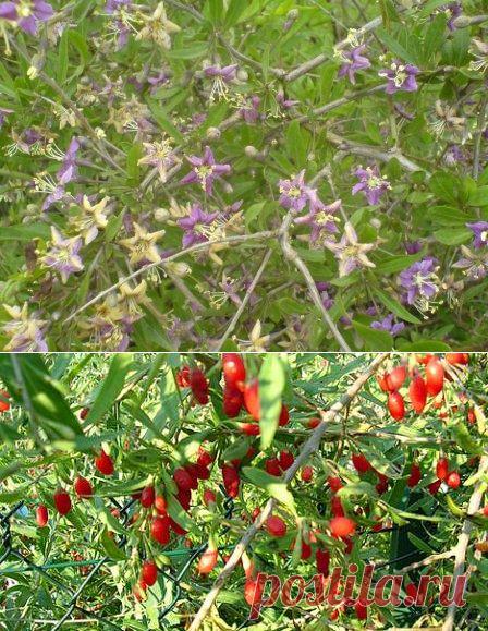 Дереза: общее описание и способы применения