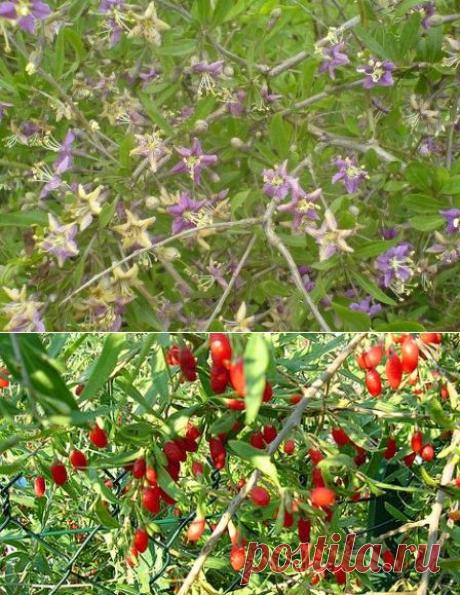 Дереза: общее описание и способы применения