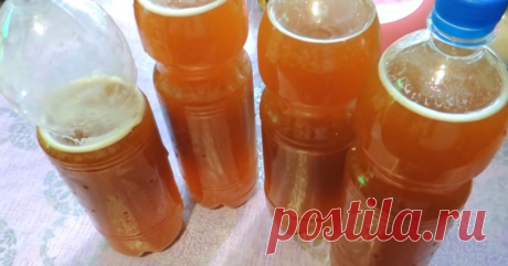 Отменный квас из цикория