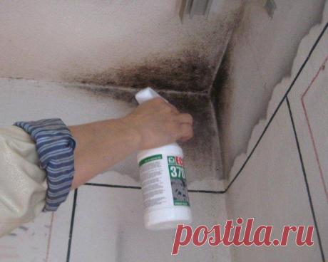 Как сделать профилактику появления плесени под обоями во время ремонта — Строительство и отделка — полезные советы от специалистов