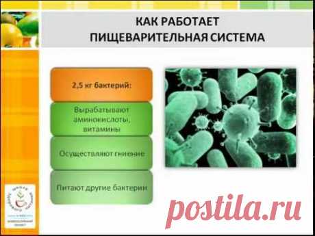 Как похудеть (видеоурок о том, как работает пищеварительная система человека)