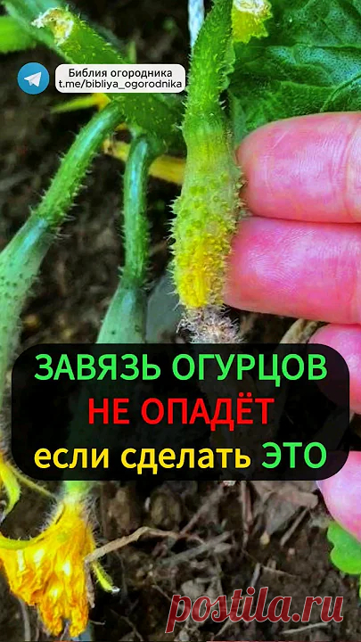 Секрет урожая огурцов: как справиться с опадением завязи и жёлтыми листьями #огород #огурцы #урожай В этом видео мы рассмотрим проблему, с которой сталкиваются многие огородники: пожелтение листьев и опадание завязи у огурцов. Мы расскажем о простом народно...