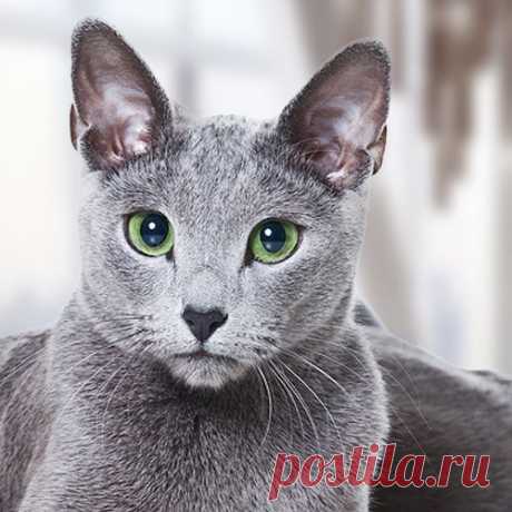 Какой вы кот?
